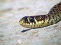 Kaca_snake_01.jpg