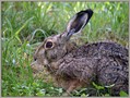 Ime datoteke=Kunec_Rabbit_02.jpg
Velikost datoteke=302KB
Dimenzija=820x620
Datum objave=09.12.2007 Kunec_Rabbit_02.jpg