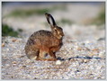 Ime datoteke=Kunec_Rabbit_03.jpg
Velikost datoteke=191KB
Dimenzija=792x600
Datum objave=09.12.2007 Kunec_Rabbit_03.jpg