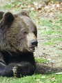 Ime datoteke=Medved_Bear_01.jpg
Velikost datoteke=309KB
Dimenzija=600x800
Datum objave=09.12.2007 Medved_Bear_01.jpg