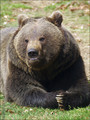 Ime datoteke=Medved_Bear_02.jpg
Velikost datoteke=325KB
Dimenzija=602x802
Datum objave=09.12.2007 Medved_Bear_02.jpg