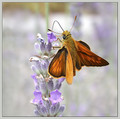 Ime datoteke=Metulj_Butterfly_02.jpg
Velikost datoteke=130KB
Dimenzija=605x600
Datum objave=09.12.2007 Metulj_Butterfly_02.jpg