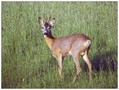 Ime datoteke=Srnjak_Roe_deer_04.jpg
Velikost datoteke=387KB
Dimenzija=820x620
Datum objave=09.12.2007 Srnjak_Roe_deer_04.jpg
