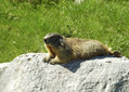 Ime datoteke=Svizec_Marmot_01.jpg
Velikost datoteke=392KB
Dimenzija=800x573
Datum objave=09.12.2007 Svizec_Marmot_01.jpg