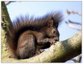 Ime datoteke=Veverica_Squirrel_01.jpg
Velikost datoteke=228KB
Dimenzija=773x600
Datum objave=09.12.2007 Veverica_Squirrel_01.jpg