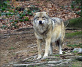 Ime datoteke=Volk_Wolf_04.jpg
Velikost datoteke=366KB
Dimenzija=785x646
Datum objave=09.12.2007 Volk_Wolf_04.jpg
