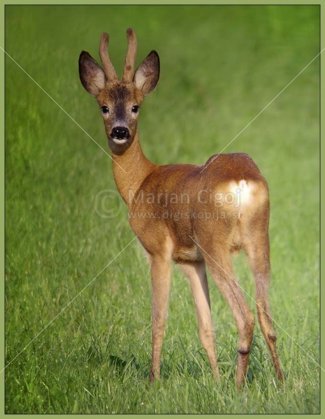 Klikni za ogled večje slike