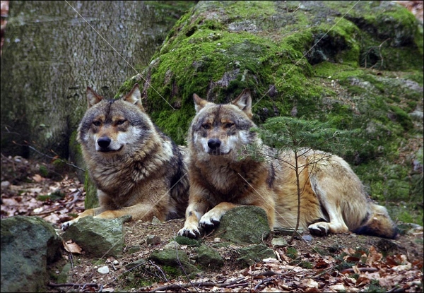 Klikni za ogled večje slike