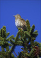 Ime datoteke=Cikovt_Song_thrush_01.jpg
Velikost datoteke=169KB
Dimenzija=602x844
Datum objave=12.12.2007 Cikovt_Song_thrush_01.jpg