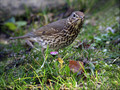 Ime datoteke=Cikovt_Song_thrush_02.jpg
Velikost datoteke=317KB
Dimenzija=801x601
Datum objave=12.12.2007 Cikovt_Song_thrush_02.jpg
