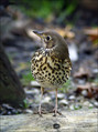Ime datoteke=Cikovt_Song_thrush_03.jpg
Velikost datoteke=248KB
Dimenzija=602x808
Datum objave=12.12.2007 Cikovt_Song_thrush_03.jpg
