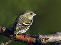 Ime datoteke=Cizek_Siskin_03.jpg
Velikost datoteke=166KB
Dimenzija=800x600
Datum objave=12.12.2007 Cizek_Siskin_03.jpg