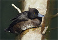 Ime datoteke=Copasta_crnica_Tufted_duck_02.jpg
Velikost datoteke=272KB
Dimenzija=802x551
Datum objave=12.12.2007 Copasta_crnica_Tufted_duck_02.jpg