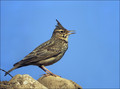 Ime datoteke=Copasti__skrjanec_Crested_lark_01.jpg
Velikost datoteke=217KB
Dimenzija=802x597
Datum objave=12.12.2007 Copasti__skrjanec_Crested_lark_01.jpg
