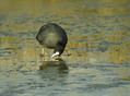 Ime datoteke=Crna_liska_Coot_03.jpg
Velikost datoteke=197KB
Dimenzija=814x600
Datum objave=12.12.2007 Crna_liska_Coot_03.jpg