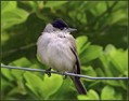 Ime datoteke=Crnoglavka_Blackcap_01.jpg
Velikost datoteke=136KB
Dimenzija=800x632
Datum objave=12.12.2007 Crnoglavka_Blackcap_01.jpg