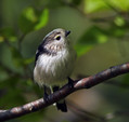 Dolgorepka_Long_tailed_tit_03.jpg