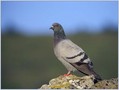 Ime datoteke=Domaci__golob_Feral_pigeon_01.jpg
Velikost datoteke=121KB
Dimenzija=800x603
Datum objave=12.12.2007 Domaci__golob_Feral_pigeon_01.jpg