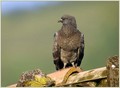 Ime datoteke=Domaci__golob_Feral_pigeon_02.jpg
Velikost datoteke=150KB
Dimenzija=800x589
Datum objave=12.12.2007 Domaci__golob_Feral_pigeon_02.jpg