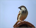 Ime datoteke=Domaci_vrabec_House_sparrow_01.jpg
Velikost datoteke=123KB
Dimenzija=800x633
Datum objave=12.12.2007 Domaci_vrabec_House_sparrow_01.jpg