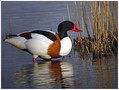 Duplinska_kozarka_Shelduck_01.jpg