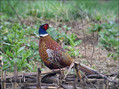 Ime datoteke=Fazan_Pheasant_02.jpg
Velikost datoteke=313KB
Dimenzija=802x598
Datum objave=12.12.2007 Fazan_Pheasant_02.jpg