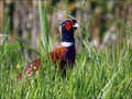 Ime datoteke=Fazan_Pheasant_03.jpg
Velikost datoteke=255KB
Dimenzija=802x602
Datum objave=12.12.2007 Fazan_Pheasant_03.jpg