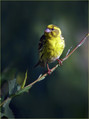 Grilcek_Serin_03.jpg