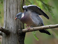 Ime datoteke=Grivar_Woodpigeon_01.jpg
Velikost datoteke=175KB
Dimenzija=800x600
Datum objave=16.12.2007 Grivar_Woodpigeon_01.jpg