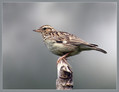 Ime datoteke=Hribski_skrjanec_Woodlark_01.jpg
Velikost datoteke=121KB
Dimenzija=777x600
Datum objave=16.12.2007 Hribski_skrjanec_Woodlark_01.jpg