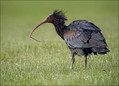 Ime datoteke=Klavzar_Grivasti_ibis_01.jpg
Velikost datoteke=171KB
Dimenzija=783x564
Datum objave=16.12.2007 Klavzar_Grivasti_ibis_01.jpg