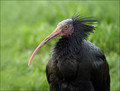 Ime datoteke=Klavzar_Grivasti_ibis_03.jpg
Velikost datoteke=183KB
Dimenzija=802x610
Datum objave=16.12.2007 Klavzar_Grivasti_ibis_03.jpg