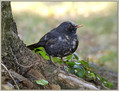 Kos_Blacbird_02.jpg