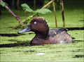 Ime datoteke=Kostanjevka_Ferruginous_Duck_01.jpg
Velikost datoteke=285KB
Dimenzija=782x575
Datum objave=16.12.2007 Kostanjevka_Ferruginous_Duck_01.jpg
