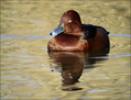 Ime datoteke=Kostanjevka_Ferruginous_Duck_02.jpg
Velikost datoteke=232KB
Dimenzija=802x613
Datum objave=16.12.2007 Kostanjevka_Ferruginous_Duck_02.jpg