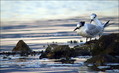 Ime datoteke=Kricava_cigra_Sandwich_tern_03.jpg
Velikost datoteke=147KB
Dimenzija=802x491
Datum objave=16.12.2007 Kricava_cigra_Sandwich_tern_03.jpg