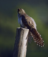Ime datoteke=Kukavica_Common_cuckoo_02.jpg
Velikost datoteke=177KB
Dimenzija=668x795
Datum objave=20.12.2007 Kukavica_Common_cuckoo_02.jpg