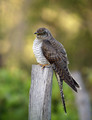 Ime datoteke=Kukavica_Common_cuckoo_05.jpg
Velikost datoteke=196KB
Dimenzija=615x800
Datum objave=20.12.2007 Kukavica_Common_cuckoo_05.jpg