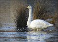 Ime datoteke=Labod_pevec_Whooper_swan_01.jpg
Velikost datoteke=290KB
Dimenzija=836x602
Datum objave=20.12.2007 Labod_pevec_Whooper_swan_01.jpg