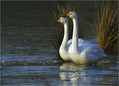 Ime datoteke=Labod_pevec_Whooper_swan_02.jpg
Velikost datoteke=251KB
Dimenzija=835x602
Datum objave=20.12.2007 Labod_pevec_Whooper_swan_02.jpg