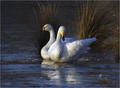 Ime datoteke=Labod_pevec_Whooper_swan_03.jpg
Velikost datoteke=169KB
Dimenzija=818x602
Datum objave=20.12.2007 Labod_pevec_Whooper_swan_03.jpg