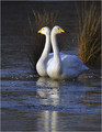Ime datoteke=Labod_pevec_Whooper_swan_04.jpg
Velikost datoteke=148KB
Dimenzija=467x602
Datum objave=20.12.2007 Labod_pevec_Whooper_swan_04.jpg