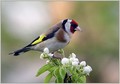 Liscek_Goldfinch_03.jpg