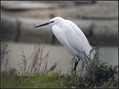 Ime datoteke=Mala_bela_caplja_Egretta_garzetta_01.jpg
Velikost datoteke=146KB
Dimenzija=800x597
Datum objave=20.12.2007 Mala_bela_caplja_Egretta_garzetta_01.jpg