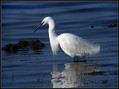 Ime datoteke=Mala_bela_caplja_Egretta_garzetta_03.jpg
Velikost datoteke=108KB
Dimenzija=791x590
Datum objave=20.12.2007 Mala_bela_caplja_Egretta_garzetta_03.jpg