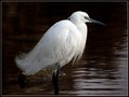 Ime datoteke=Mala_bela_caplja_Egretta_garzetta_04.jpg
Velikost datoteke=108KB
Dimenzija=782x590
Datum objave=20.12.2007 Mala_bela_caplja_Egretta_garzetta_04.jpg