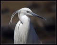 Ime datoteke=Mala_bela_caplja_Egretta_garzetta_06.jpg
Velikost datoteke=42KB
Dimenzija=704x550
Datum objave=20.12.2007 Mala_bela_caplja_Egretta_garzetta_06.jpg