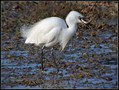 Ime datoteke=Mala_bela_caplja_Egretta_garzetta_07.jpg
Velikost datoteke=272KB
Dimenzija=796x600
Datum objave=20.12.2007 Mala_bela_caplja_Egretta_garzetta_07.jpg