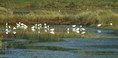 Ime datoteke=Mala_bela_caplja_Egretta_garzetta_08.jpg
Velikost datoteke=195KB
Dimenzija=900x442
Datum objave=20.12.2007 Mala_bela_caplja_Egretta_garzetta_08.jpg