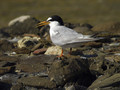 Ime datoteke=Mala_cigra_Little_tern_01.jpg
Velikost datoteke=171KB
Dimenzija=800x600
Datum objave=20.12.2007 Mala_cigra_Little_tern_01.jpg